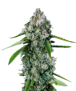 Image of the mature Watermelon Z strain, showcasing vibrant, tropical-colored buds ready for harvest, emphasizing the ease of outdoor cultivation and the splendor of its indica characteristics in Watermelon Z seeds.