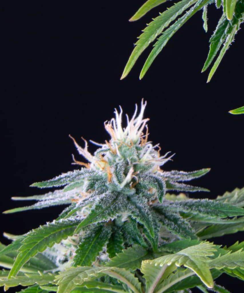 First Bud Close-up: Close-up of a Peanut Butter Breath cannabis bud, showcasing its dense structure and a generous coating of sugary trichomes that glisten under the light