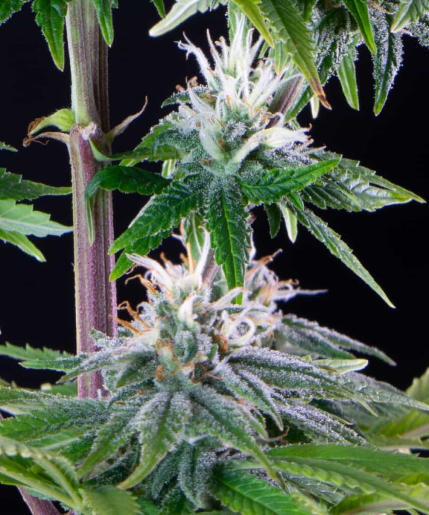 Second Bud Close-up: Zoomed-in view of another Peanut Butter Breath cannabis bud, highlighting the compact, resin-covered calyxes and the strain's vibrant green and purple hues