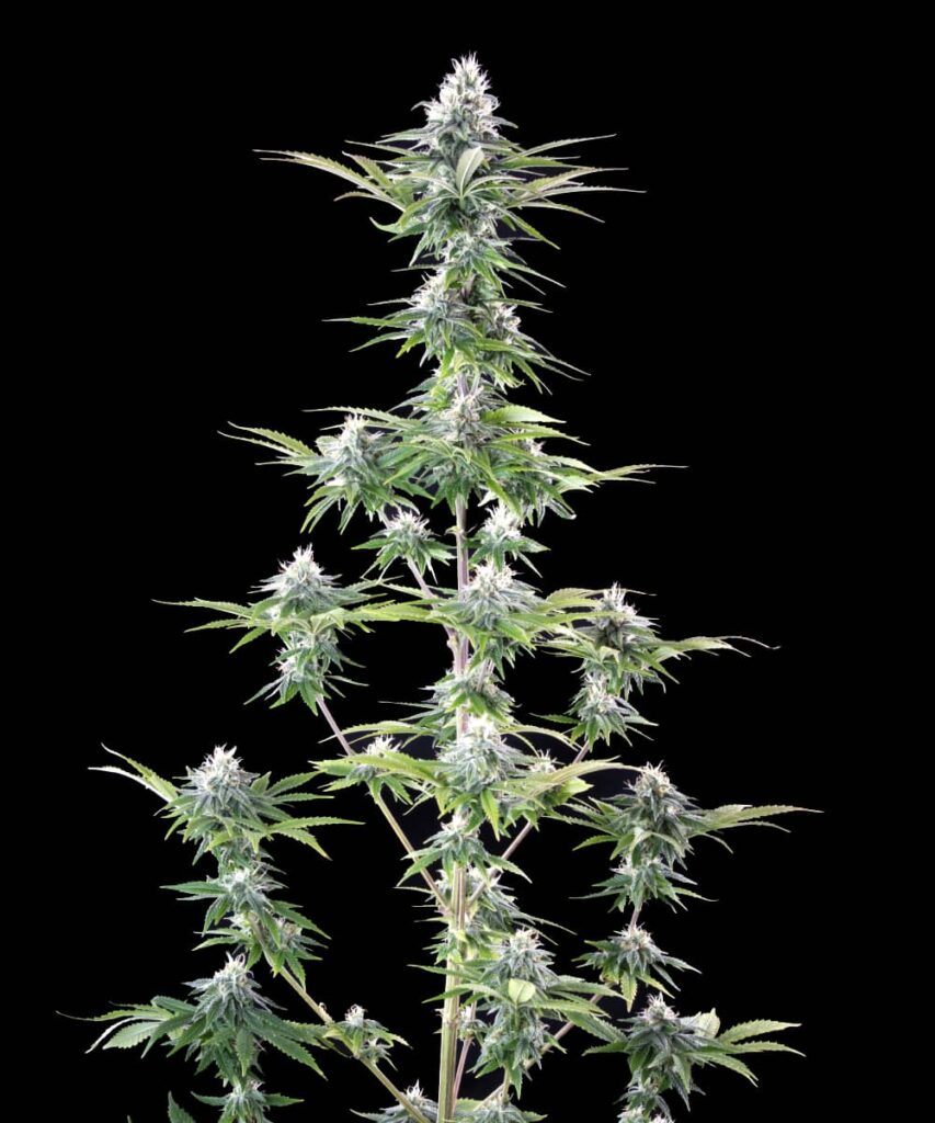 Whole Plant: A flourishing Peanut Butter Breath cannabis plant with an abundance of dense, small buds covering its branches, indicating a healthy and bountiful yield