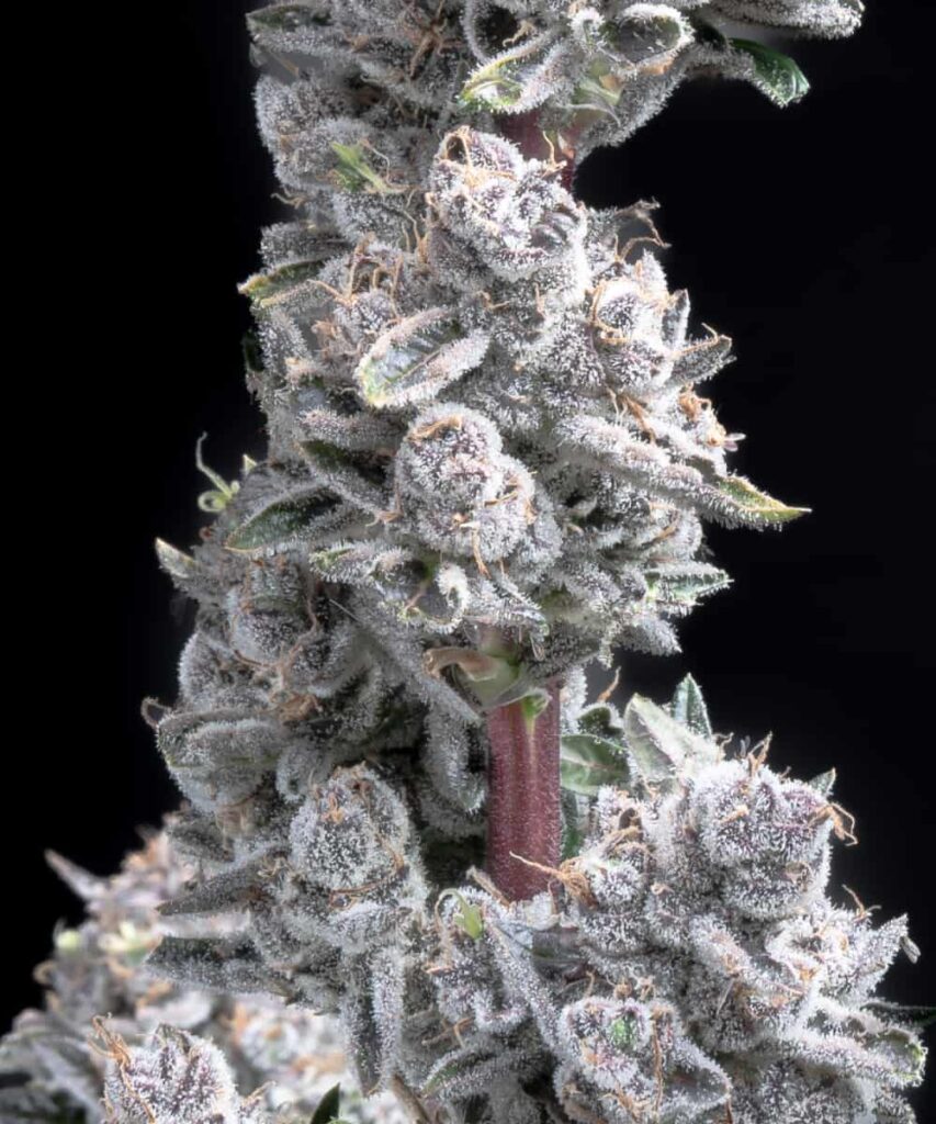 A clear image of a Pink Wasabi cannabis bud, showcasing its dense structure and abundant trichomes, giving it a slightly frosted appearance.