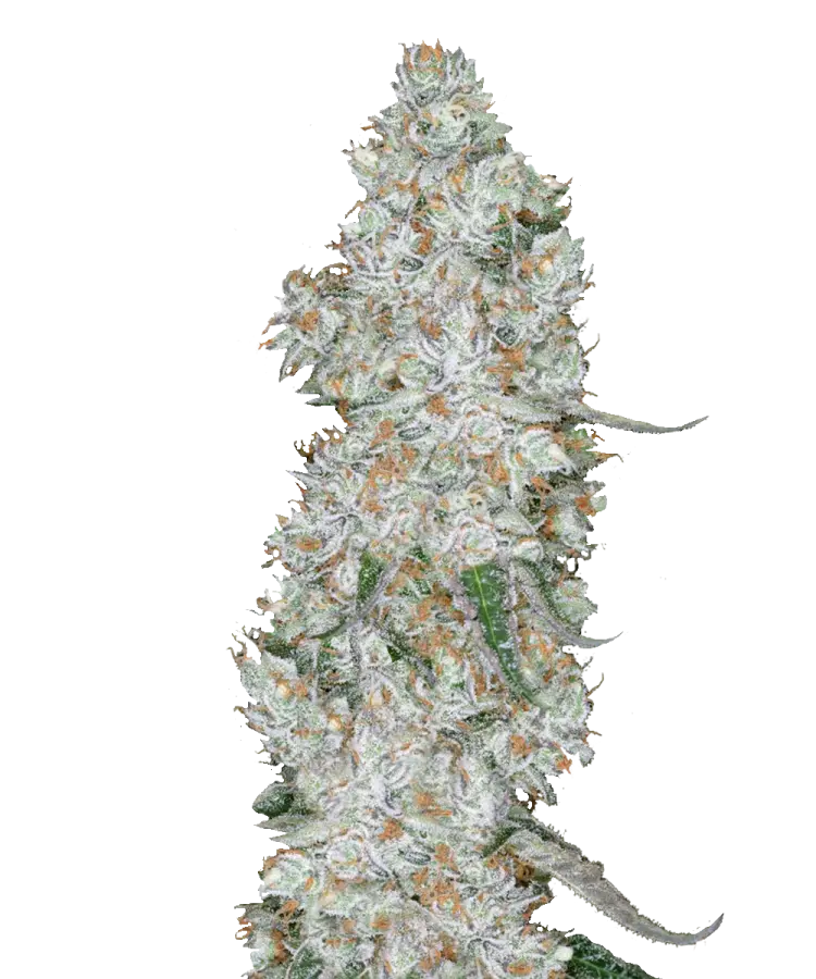 ジャングルハット　real weed 2007 Amazon.com : WETOOLPLUS 0.065'' Replacement Trimmer Spools