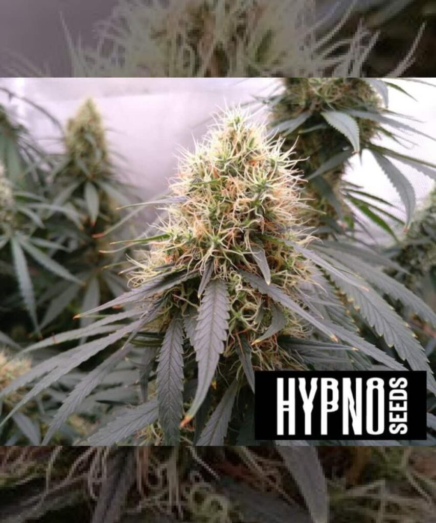 Apple Fritter Strain Picture: Showcasing dense buds in the flowering stage, covered in a thick array of white pistils. This strain exhibits healthy, robust growth, making it a potent choice for cannabis enthusiasts.