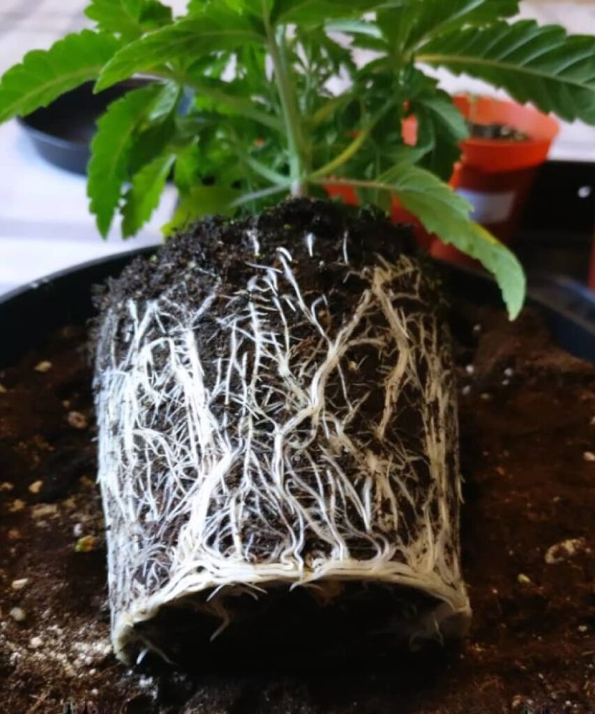 Apple Fritter Strain Picture: Showcasing healthy white roots, vibrant and strong, indicating a well-nourished plant and optimal growth conditions.