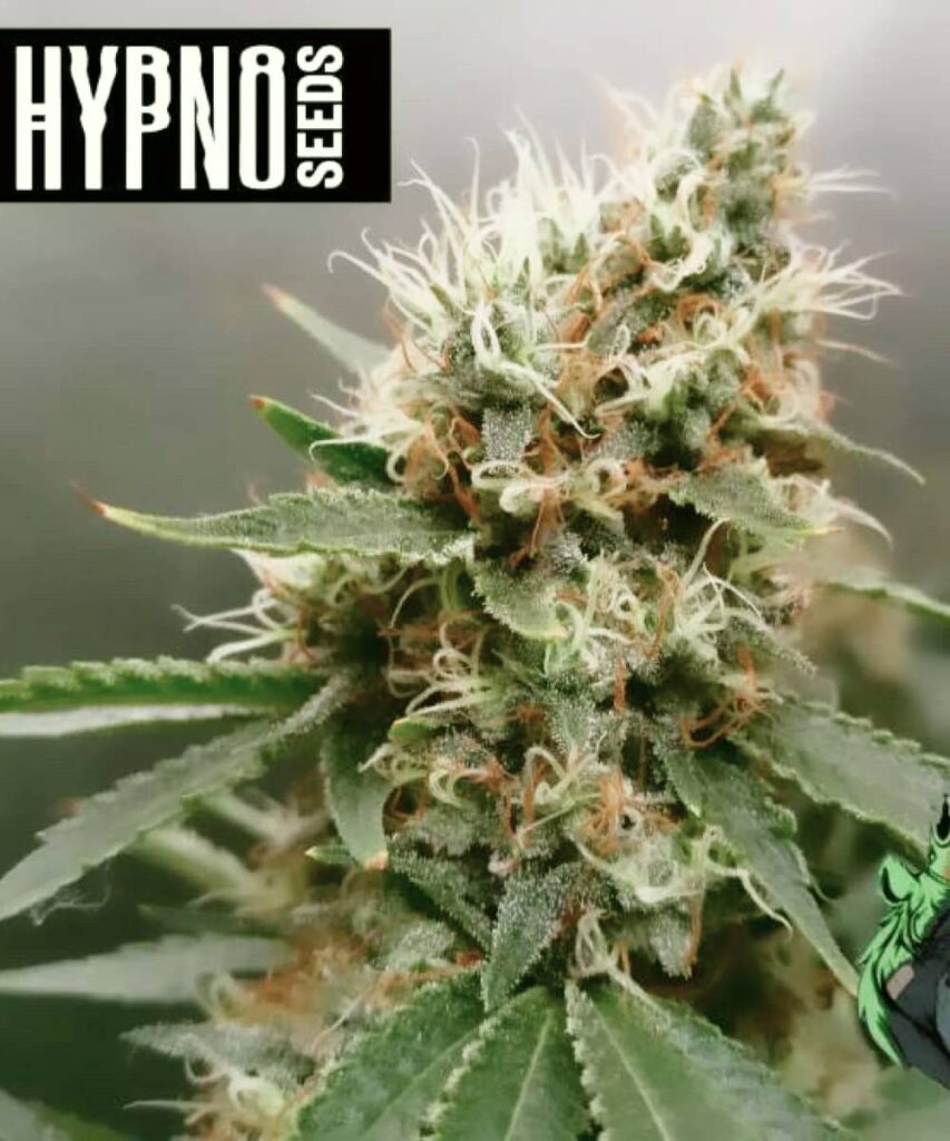 Apple Fritter Strain Picture: Capturing the stage between flowering and harvest, featuring dense buds with a thick layer of white pistils. The plant is nearing maturity, with solid buds ready for harvest