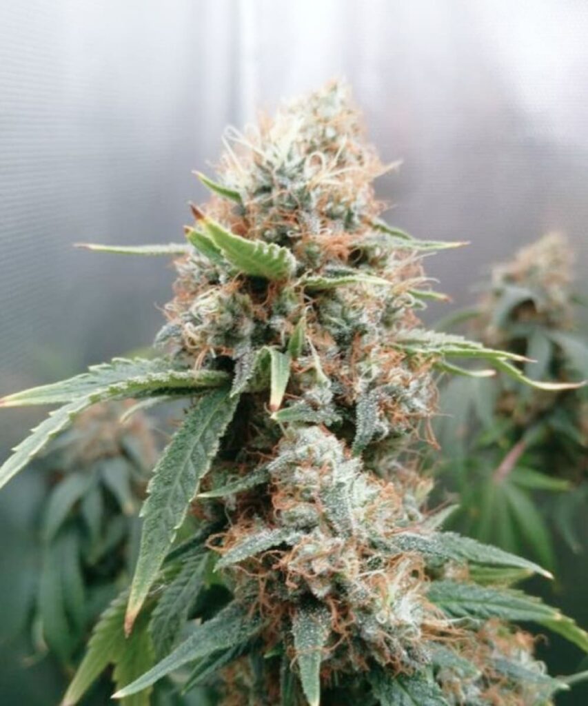 Apple Fritter Strain Picture: Featuring dense, hard buds. The compact structure of the buds highlights their quality and strength, showcasing the plant’s robust growth and potency.