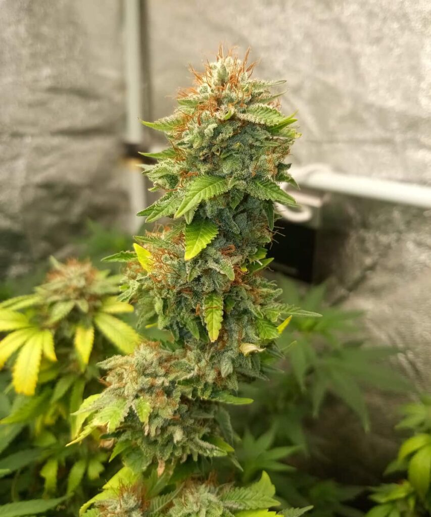 Close-up shot of Peanut Butter Breath strain showcasing a dense cola, with tightly packed buds covered in trichomes. The vibrant green and orange pistils add texture to the head of the cola