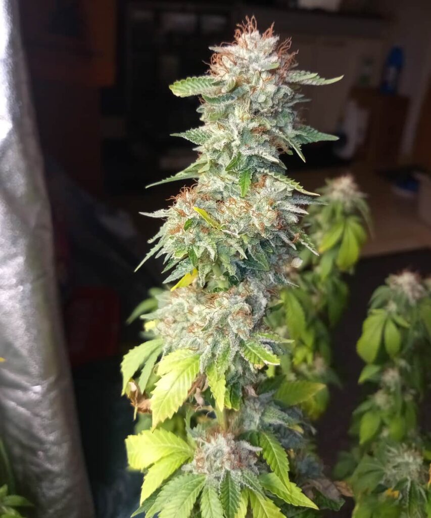 A sugary, oversized bud of Peanut Butter Breath strain, glistening with frosty trichomes. The thick coating of crystals highlights the bud's rich texture and sticky appearance