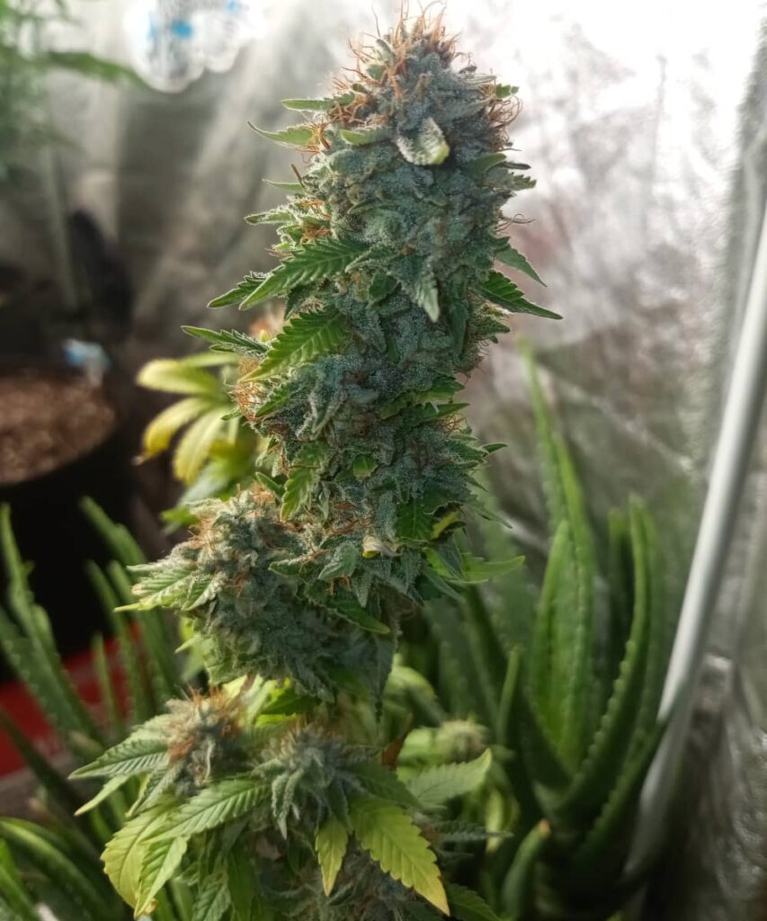 A massive cola of Peanut Butter Breath strain, displaying dense clusters of buds stacked together. The cola is thick with trichomes and vibrant colors, showcasing its potency and robust structure