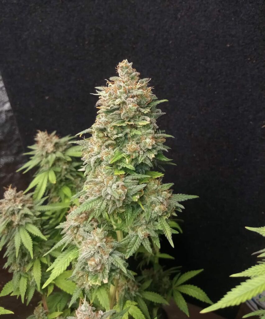 bit cola of the RS11 strain - Take a closer look at the impressive RS11 strain, featuring a bit cola that reveals its healthy development.