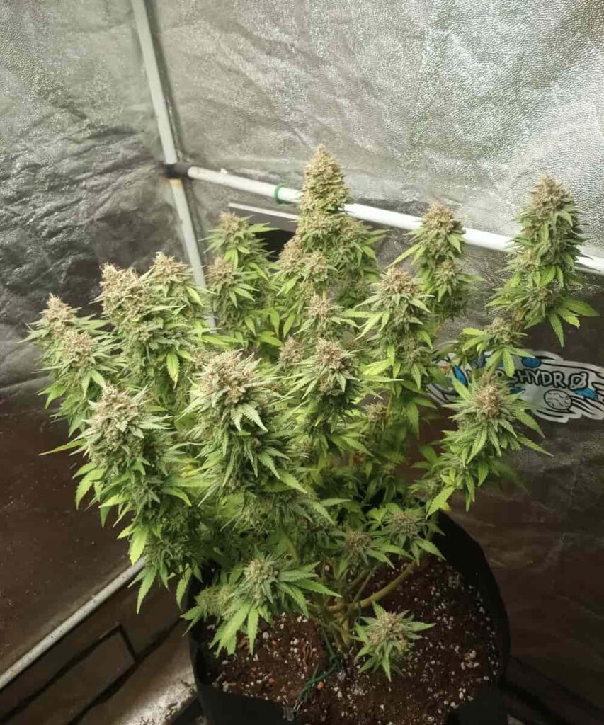 many colas on the RS11 strain - Experience the vibrant growth of RS11 strain with numerous colas that showcase its robust nature.