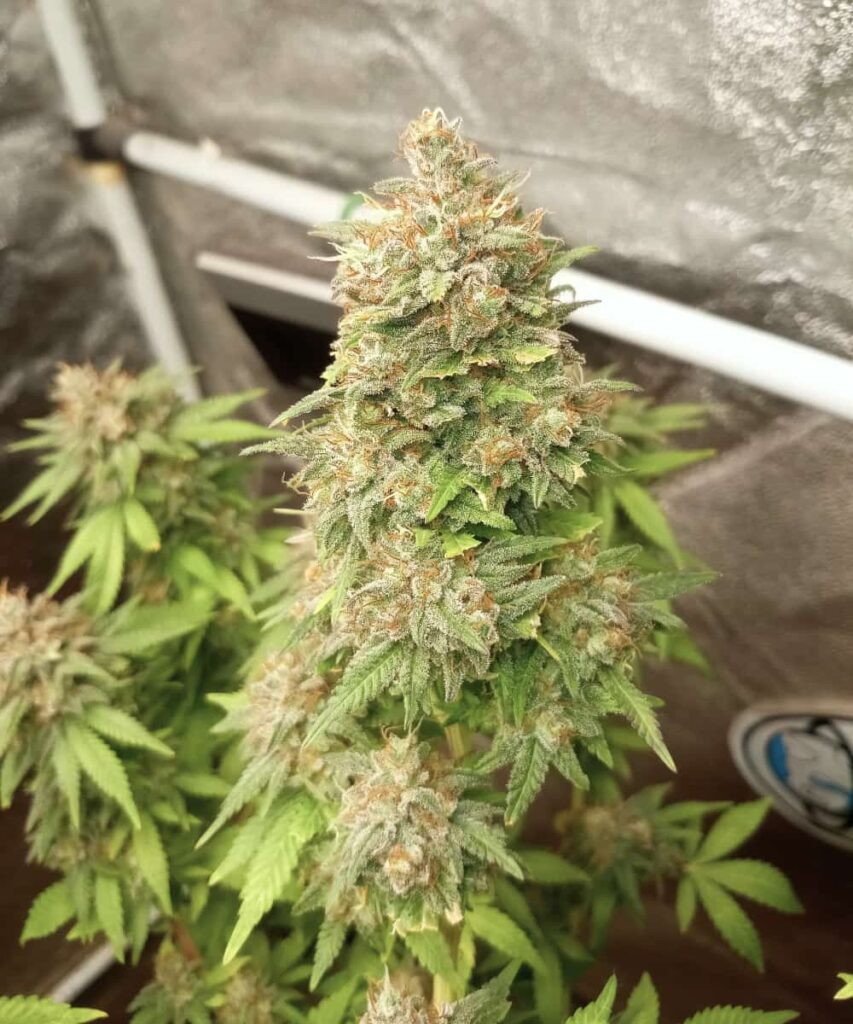 RS11 Strain strain with vibrant green buds and leaves. The buds are lush and dense, showcasing the plant's healthy growth and rich color.
