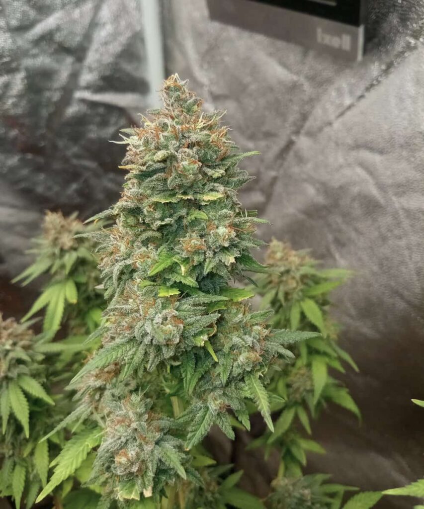 close-up crystal bud of RS11 strain - Witness the beauty of the RS11 strain in a close-up of its crystal-covered bud, highlighting its potency and allure.