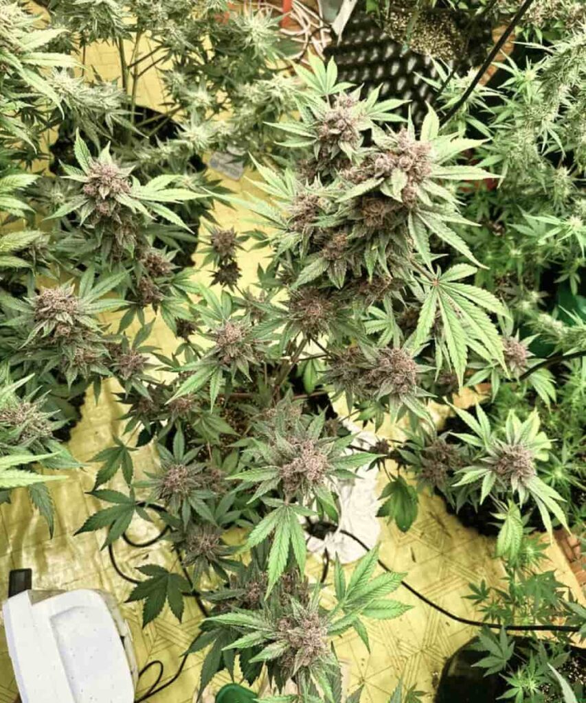 Blue Cookies strain whole plant showcasing several large buds with dense, frosty trichomes