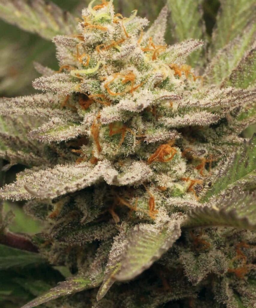 Carbon Fiber strain close-up showcasing its dark purple buds with fiery orange hairs.