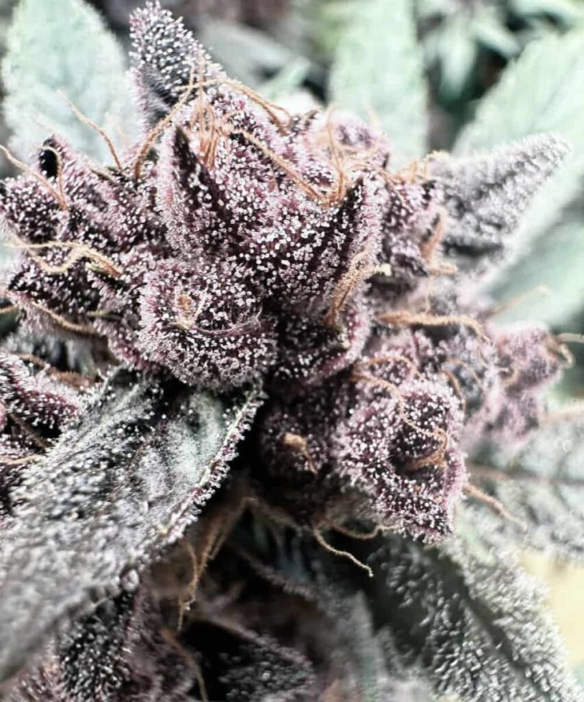 Georgia Pie Strain Close-up of Georgia Pie strain bud covered in sugary snow-like crystals, highlighting detailed trichomes