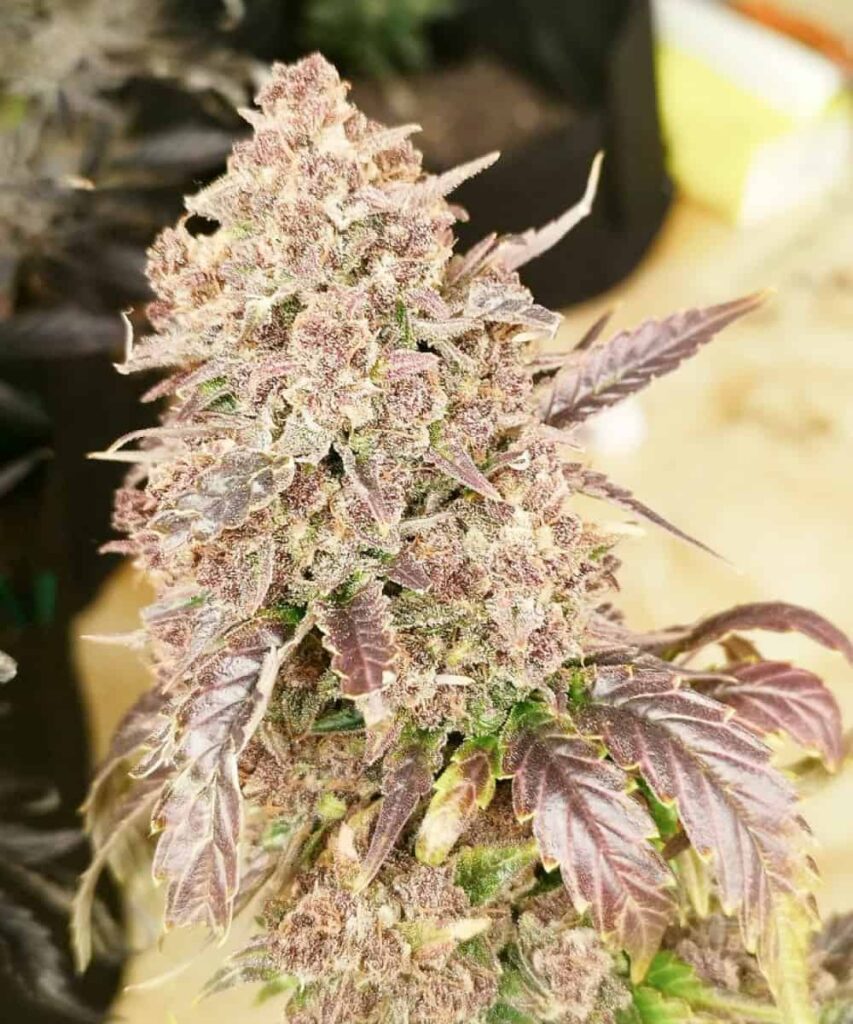 Close-up of an Ice Cream Cake cannabis bud grown from Ice Cream Cake seeds, densely coated with trichomes and sparkling crystal formations, showcasing the strain's rich potency