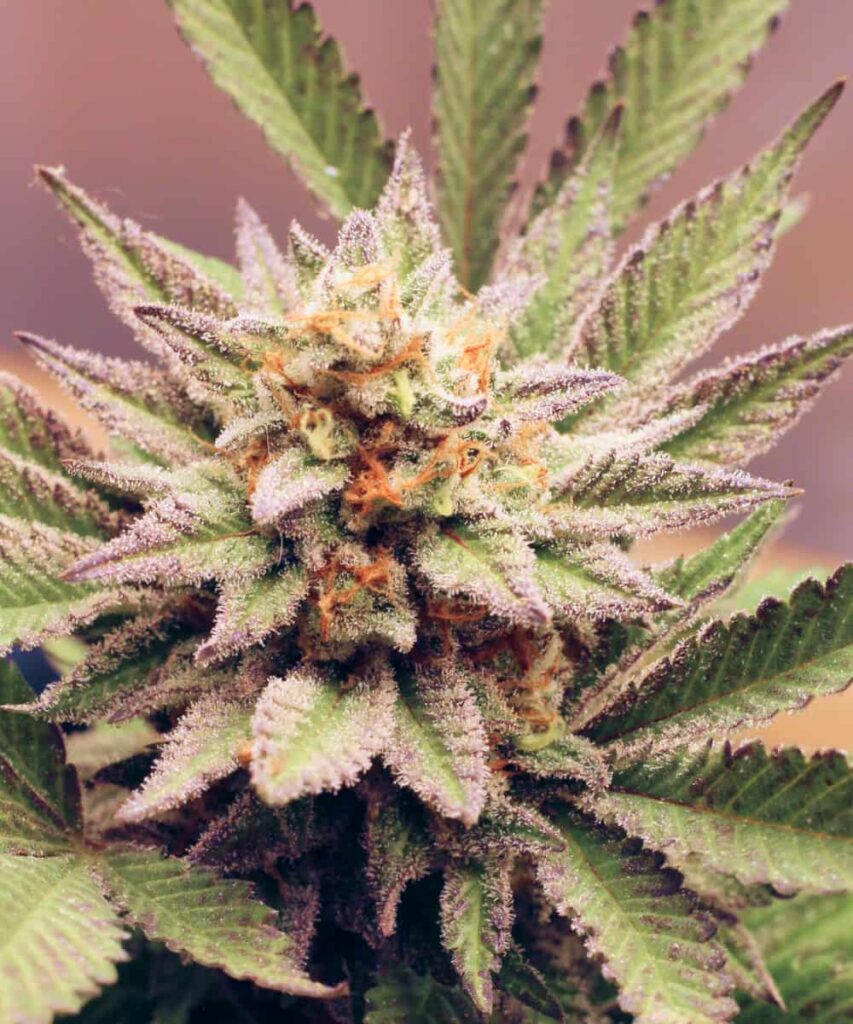 Purple Runtz strain close-up displaying deep purple buds with bright green undertones and frosty trichomes.