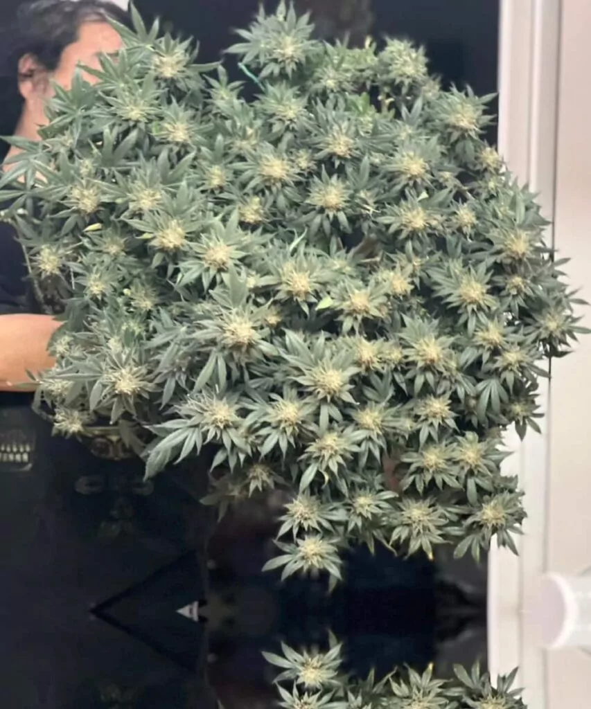 Zookies plant trained with low-stress training (LST), featuring countless buds and an abundance of thick, vibrant colas