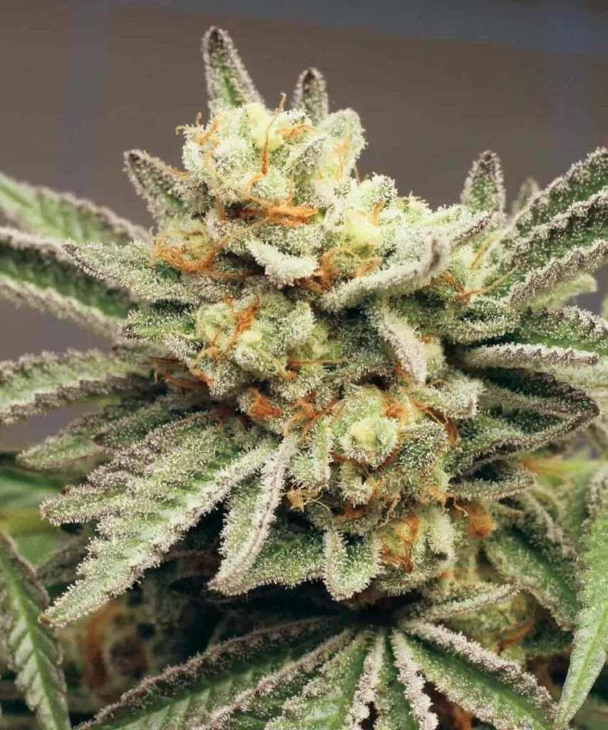 Macro shot of Watermelon Z, capturing the intricate trichome coverage and the bold mix of purple and green tones.