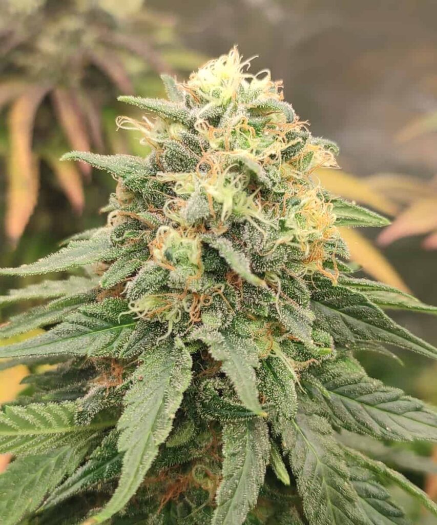 A golden-brown apple fritter strain, drizzled with a light glaze, showcasing its crispy, caramelized edges and soft, flaky interior filled with chunks of apple.