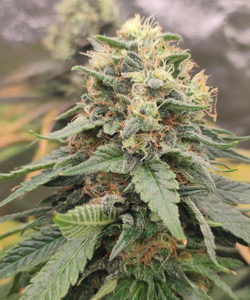 A frosty, sugary cannabis bud from the Greace Monkey Strain, covered in dense trichomes that shimmer like crystals, with vibrant green hues and orange pistils.