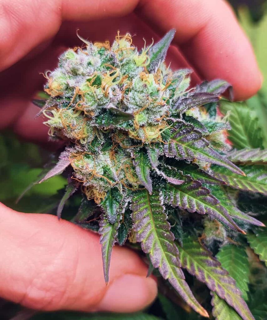 Dense Bud Head: A dense, colorful bud of the Lava Cake strain, showcasing vibrant purple hues mixed with green and orange pistils.