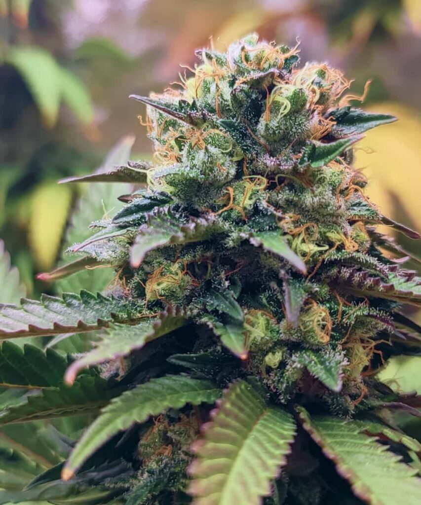 Another Head Bud: A close-up of another head bud from the Lava Cake strain, frosty with trichomes and rich in detail.