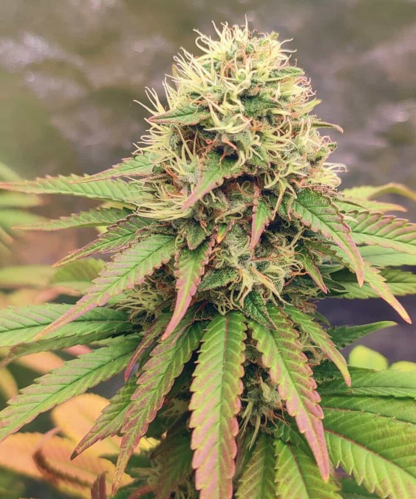 Close-up of a dense Peanut Butter Breath bud with vibrant trichomes and colorful leaves in green and purple.