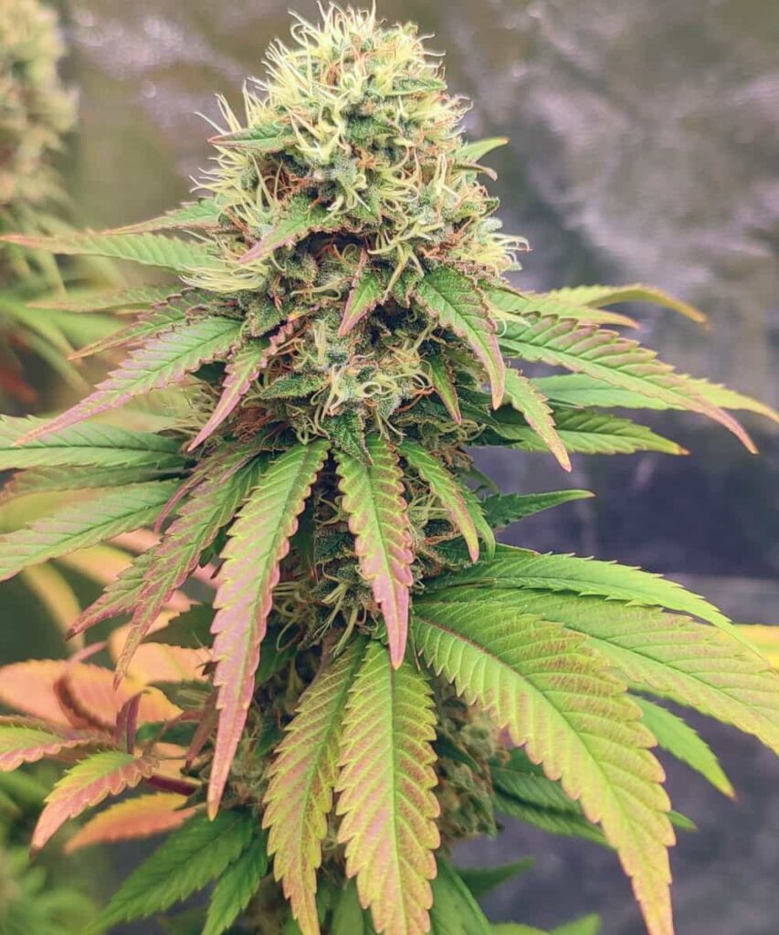 A frosty Peanut Butter Breath bud with green, purple, and orange tones, surrounded by colorful leaves.