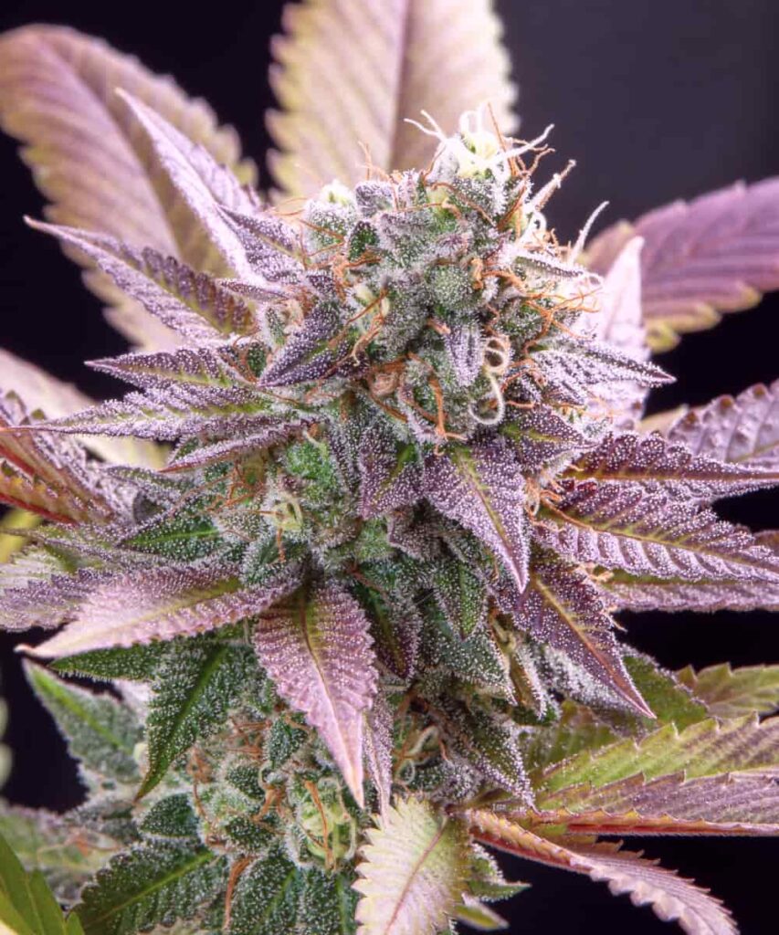 Zoomed-in view of a Purple Runtz bud highlighting vibrant purple tones and a resinous structure