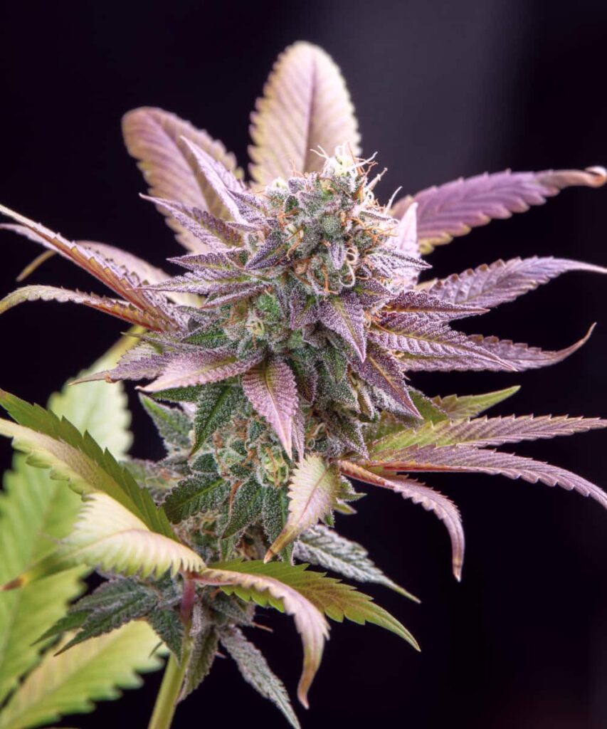 Compact Purple Runtz bud with deep purple hues and dense, frosty trichomes