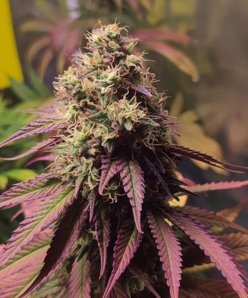 Vibrant RS-11 cannabis plant with colorful purple and green leaves.