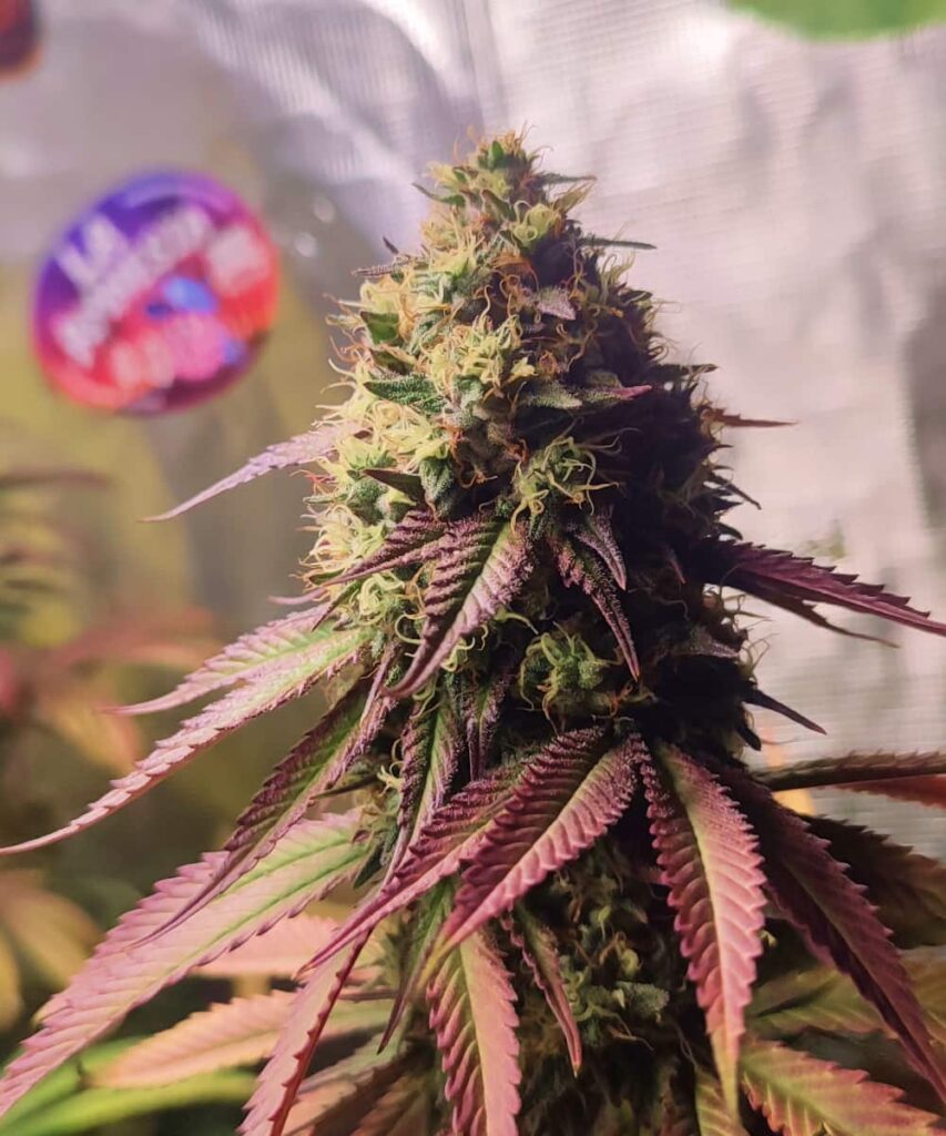 Full RS-11 plant image highlighting the colorful leaves and dense, frosty buds.