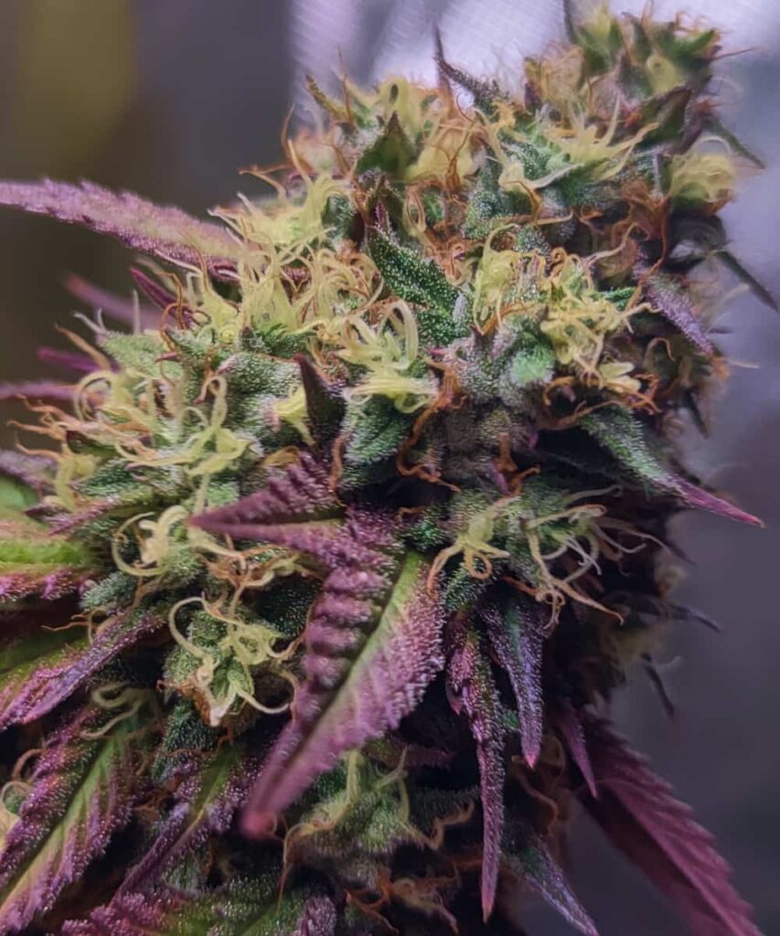 Close-up of an RS-11 bud with rich trichome coverage, radiating purple hues.