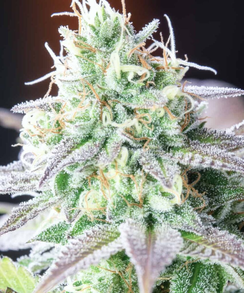 Zoomed-in view of a White Runtz bud showcasing its dense, snow-covered appearance and resin-coated structure