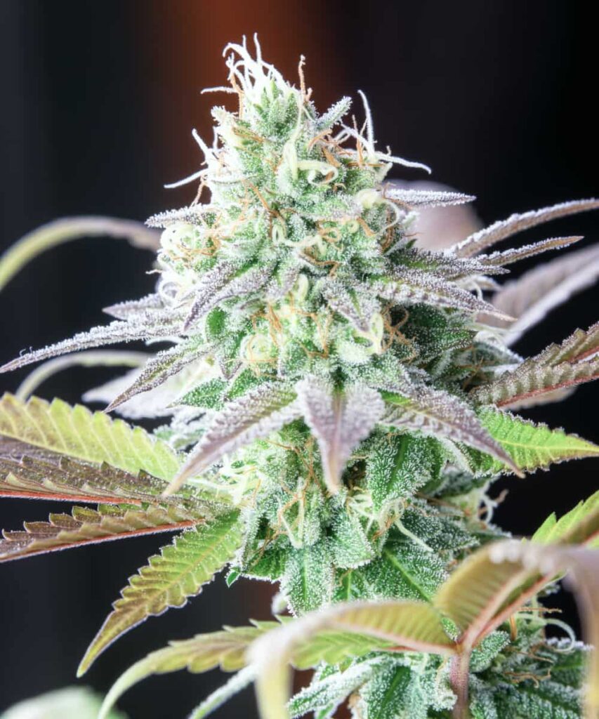 Compact White Runtz bud blanketed in super snowy, white sugary trichomes, glowing with frost.