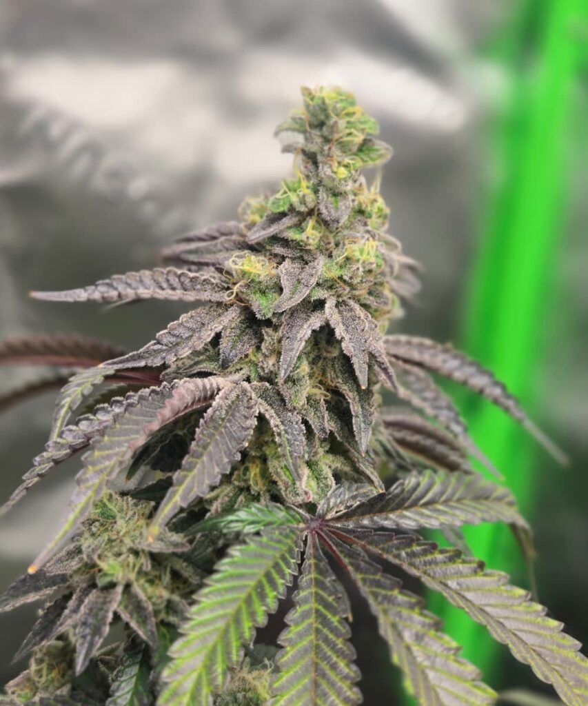 A stunning shot of an Apple Fritter cola, showcasing its thick, resin-drenched buds stacked tightly along the stem. The vibrant green hues contrast with fiery orange pistils, while a heavy dusting of trichomes gives it a frosty, sugar-coated appearance