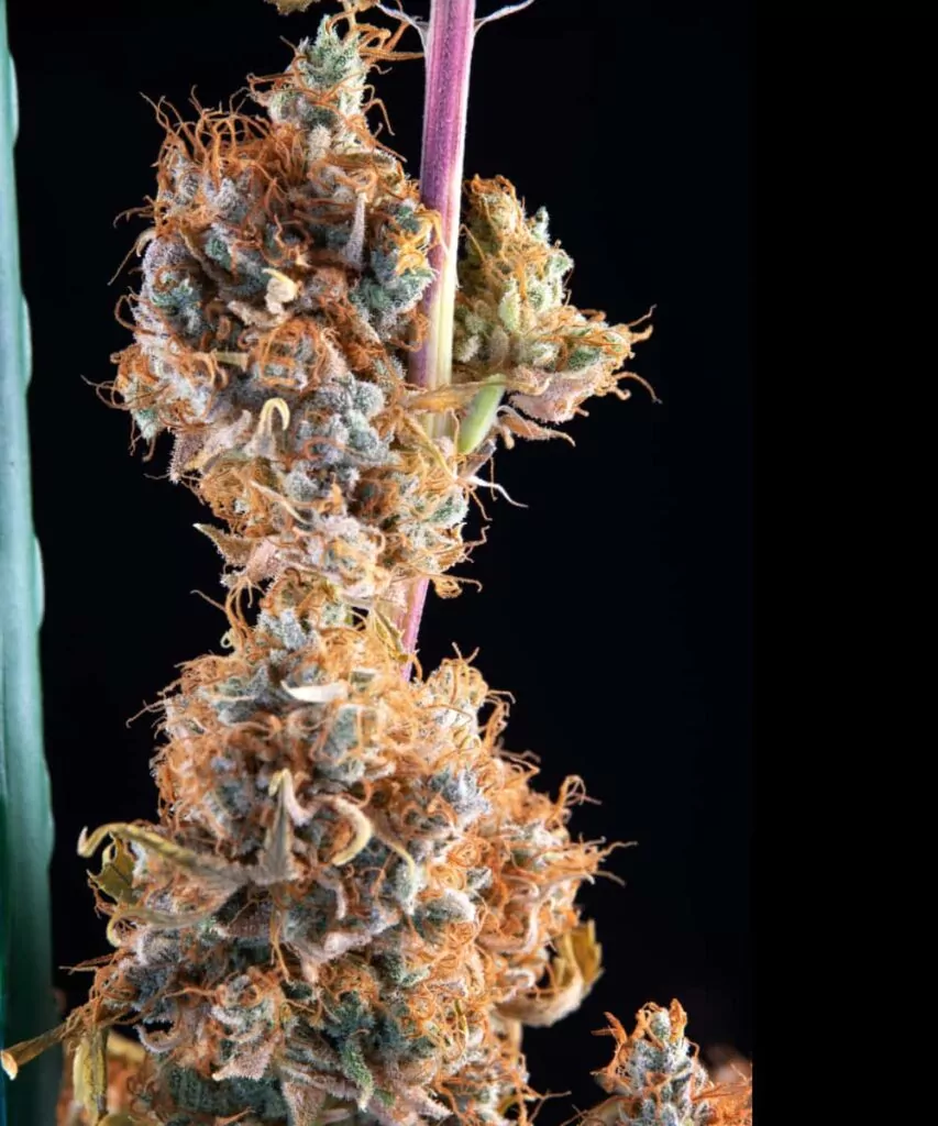 Biscotti cannabis bud in high detail, highlighting its dense structure and frosty resin.