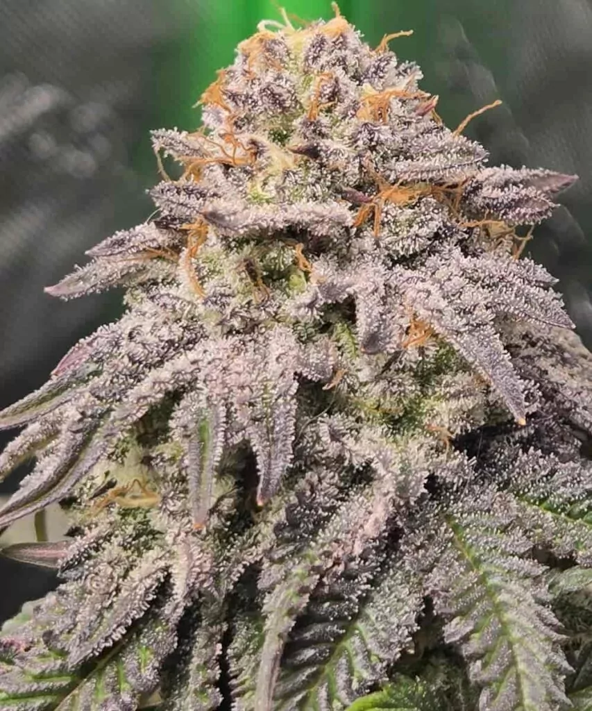 A macro shot of a large, frost-covered Gelato bud, highlighting its dense structure and heavy trichome production. The sparkling resin contrasts with the deep purple and green tones, emphasizing its potency and premium quality