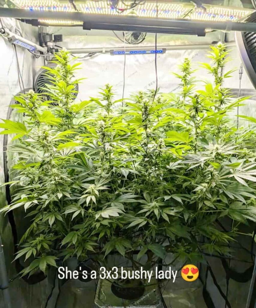 Georgia Pie Strain Georgia Pie Strain | Massive Hydroponic Growth | Huge Resinous Buds | Ideal for High-Yield Indoor Cultivation | Sweet & Fruity Aromas | Thrives in Controlled Environments