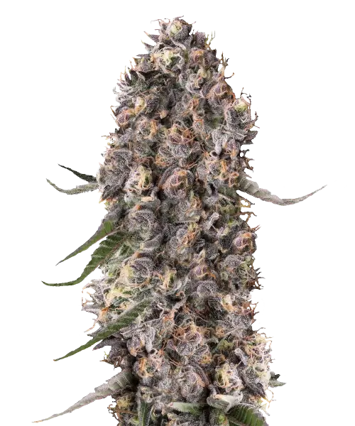 Dense, frosty buds with deep purple hues and a thick layer of sparkling trichomes