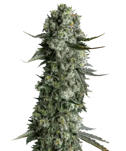 Hindu Kush cannabis plant with lush green foliage and frosty, resin-coated buds | Pure Indica Strain | Earthy & Spicy Aroma