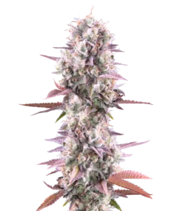Lemon Cherry Runtz cannabis buds with deep purple hues, covered in frosty trichomes. The dense, resinous nugs display a mix of dark violet, green, and fiery orange pistils, highlighting their vibrant, exotic appearance