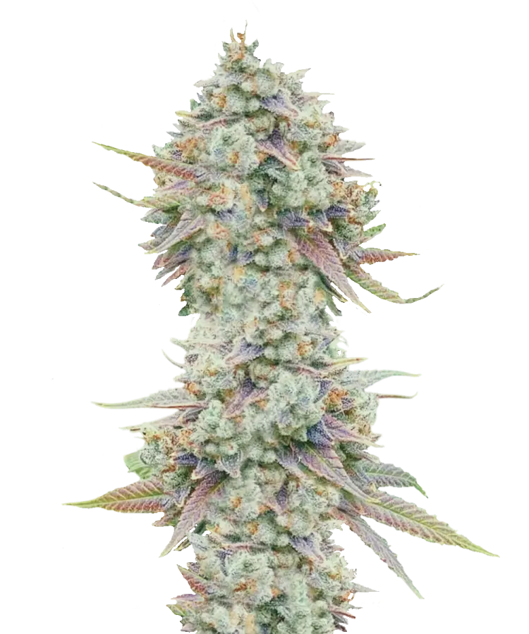 Buy Purple Haze Seeds - Premium Cannabis Seeds Online in USA