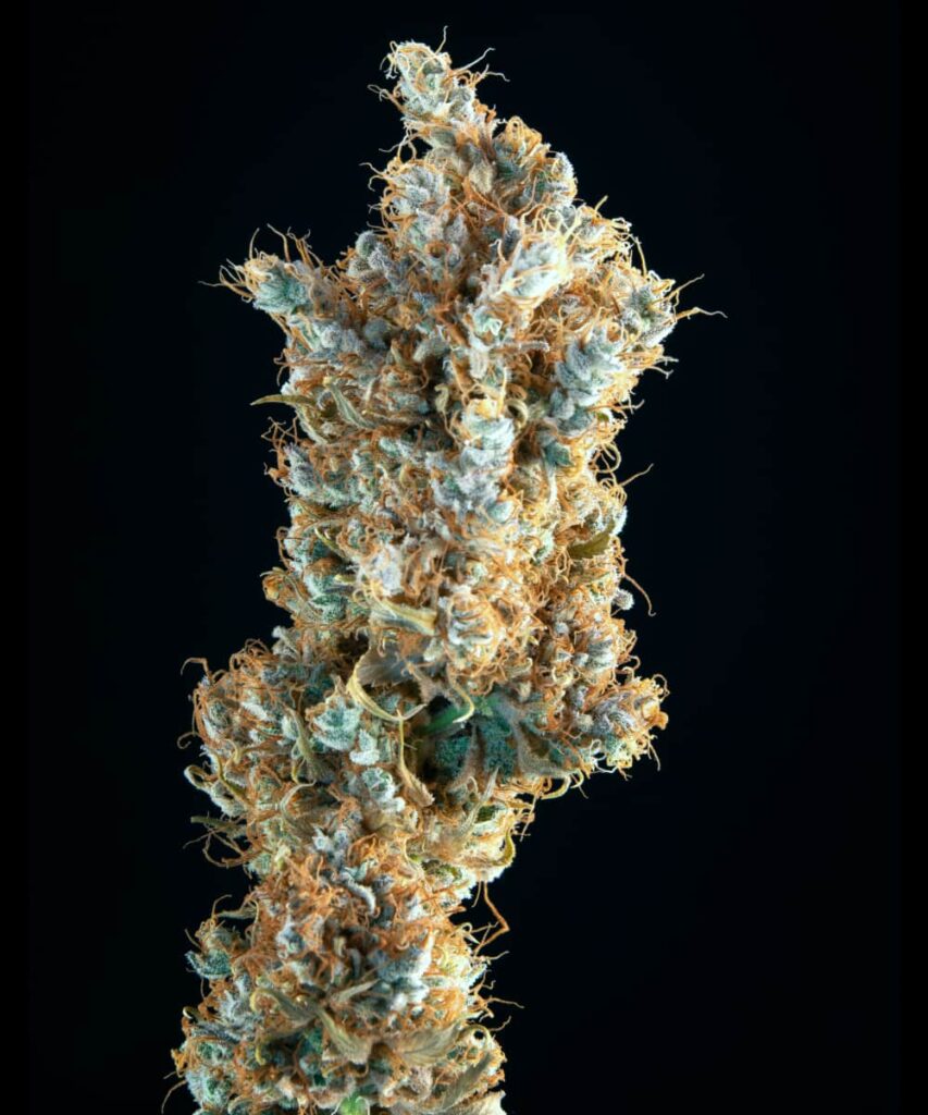 Another close-up of a Rainbow Belts bud, capturing its dense, sticky texture and colorful terpene profile.