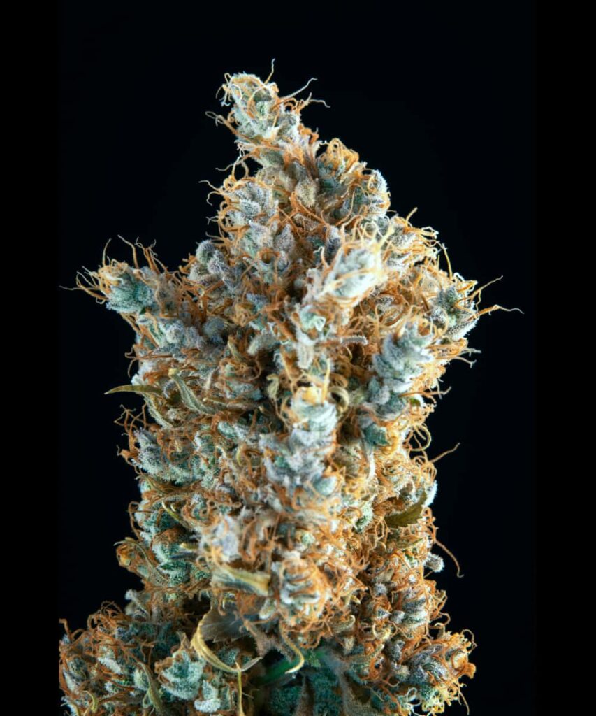 Rainbow Belts cannabis bud with a macro perspective, emphasizing its deep purple and orange tones.
