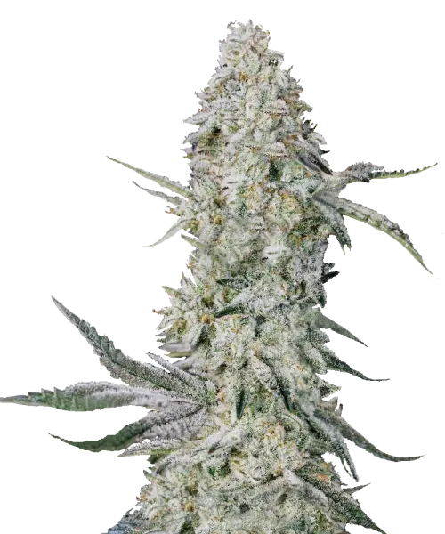 Large Super Lemon Haze cola, dripping in golden resin and covered in a thick trichome frost. Its vibrant lime-green structure, complemented by citrus-scented pistils