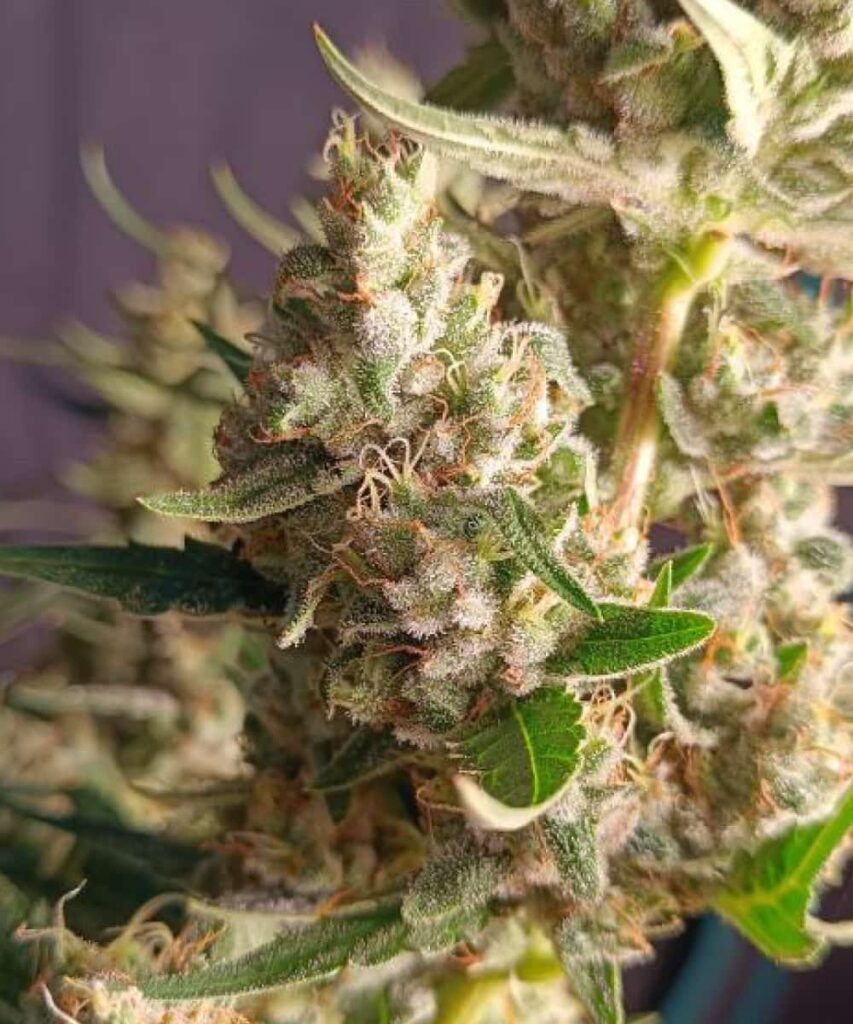 The sugary buds of Wedding Cake shimmer with a thick layer of frosty trichomes, showcasing its premium potency and resin production.