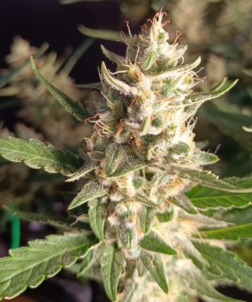 Wedding Cake is known for its sugary buds, packed with glistening trichomes that hint at its high THC levels.